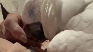 Cockatoo wants petting not sleep