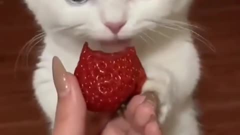 Cute funny cat vedio# funny