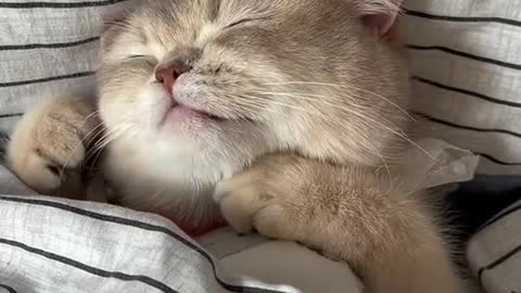 sleepy little kitten take a cat nap.