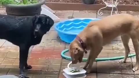 Two dogs drawing water together