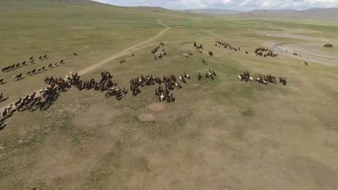 epic herd of horses galloping zoom out with a drone in mongolia