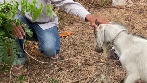 Funny Goat, cute goat Ep5