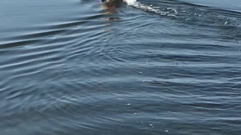 Yorkie Loves to Go Boating