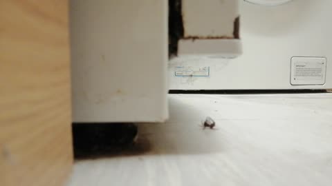 Late night spider fight in kitchen.