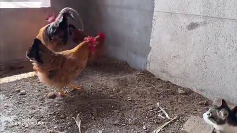 cat play with chicken