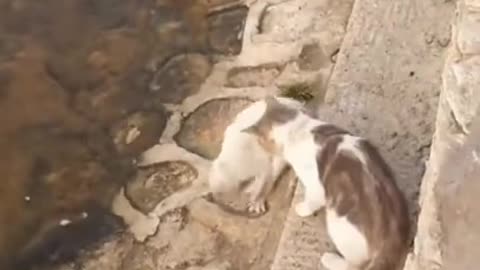 Amazing Cats Hunting Fish In Lake 🐟 #shorts