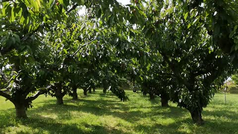 Cherry at Fruitland,Kaga, Japan