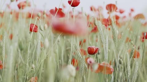 selective-focus-of-red-poppy-flowers-while-swaying