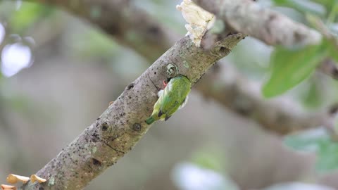 A Coppersmith Barbet making a nest