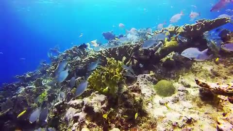 views and the most beautiful coral reefs and underwater creatures on earth