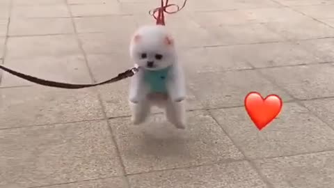 Best cute puppy video on internet