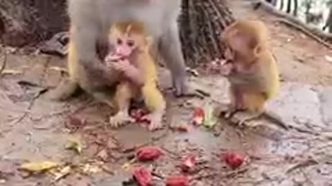 Monkey Stole Baby from Another Monkey and Make It Twin