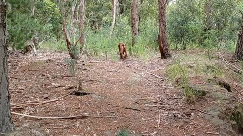 Kookaburra Joins Dog Walk