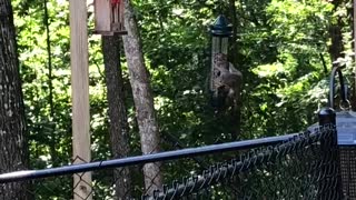 Funny Squirrel Hacks The System