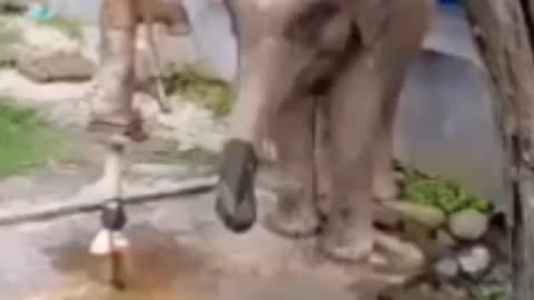 Viral Elephant Eat Water / Viral video 2022