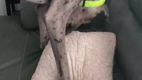 Great Dane hiding Gumby dogtoy