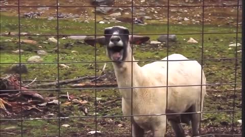 Goat Screaming |MEMES