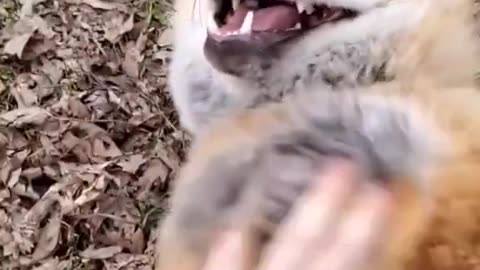 Fox Laugh Funny Animal Moment 🦊🦊😂😂😂😂