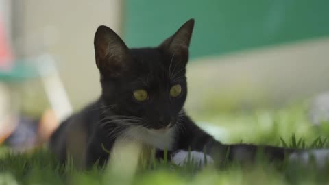 Close Up Shot of Black Cat