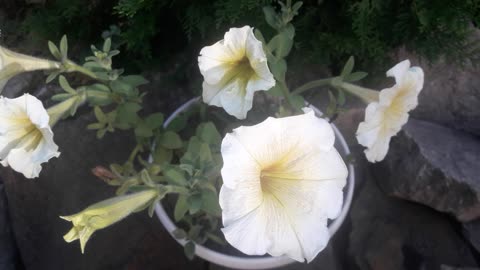 White petunia what's the point