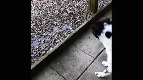 White dog with black spots tries to bite at water stream in hose