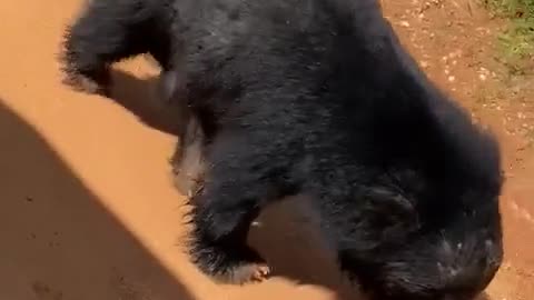 Bear in yala sri lanka