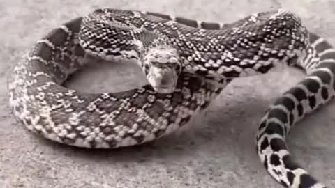 A cute snake is looking so cute a movement when a snake angry