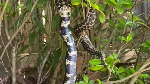 King Snake Swallowing Another Snake