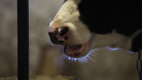 The wet nose of a cow after drinking water, against light. steam comes from the nose. Chewing cow