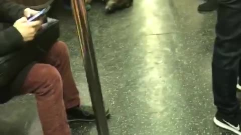 Man pets big black sleeping dog on subway