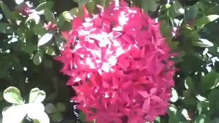 Pretty pink ixora flower next of the beach, it have lot of thorns! [Nature & Animals]