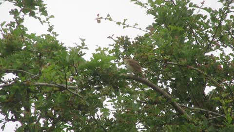 Day 7 of #30DaysWild 2018 - Sedge Warbler