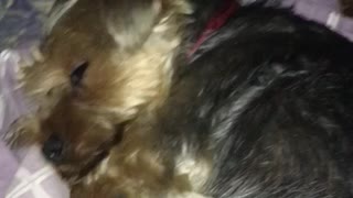 Cute yorkie cries after a bad dream