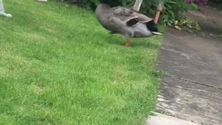 Doggy and Duck Argue Over Toy