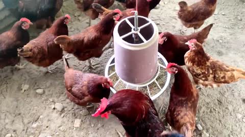 Bangladesh-layer-chicken-farm-cock-chicken-layer-farm.