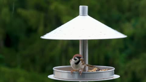 Bird Sperling Sparrow Plumage Feeding Place Rain