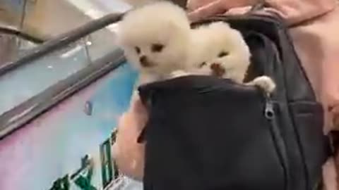 Funny puppy