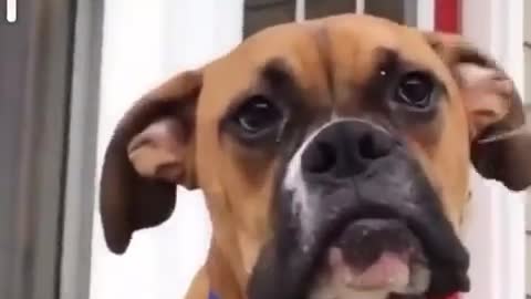 funny dog crying and laughing at the same time 🤣🤣