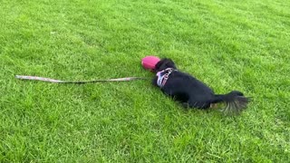 Dachshund on football