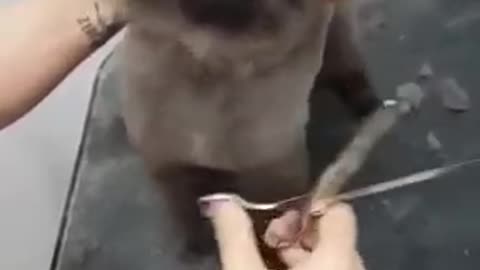 Puppy dancing to music while getting haircut