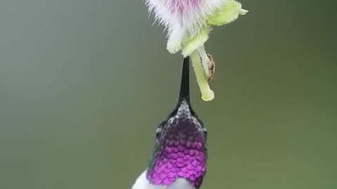 White bellied Woodstar Bird