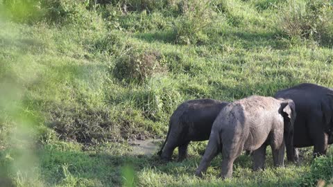 A family of elephants wandering by the pool