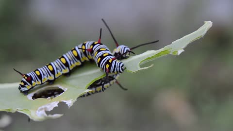 Insetto caterpillar