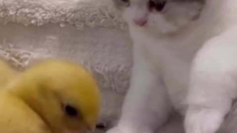 Tiny kitten and baby duck