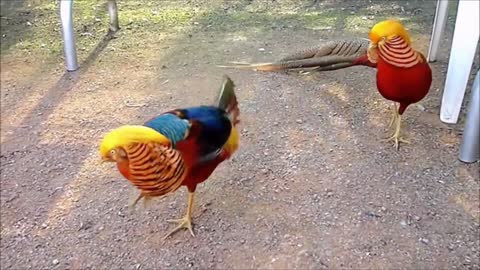 Funny video birds