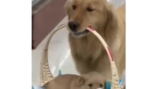 Proud Mama🐕🐶❤️