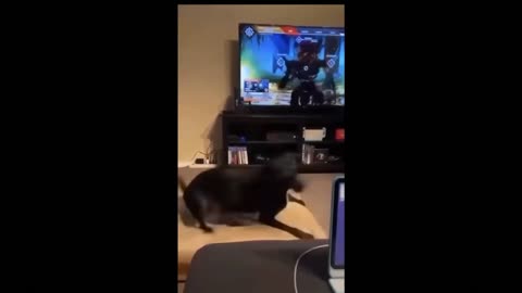 Dog is scared of video game