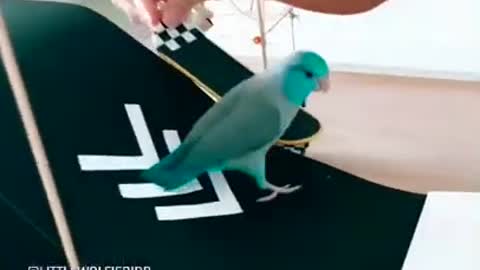 Funny Parrot compilation 🦜