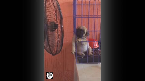 Pug funny moment dogs