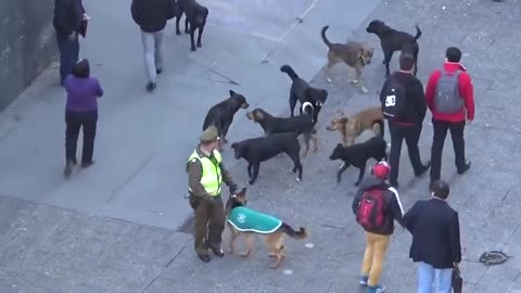 Must see!! Police dog attacked by stray of dogs